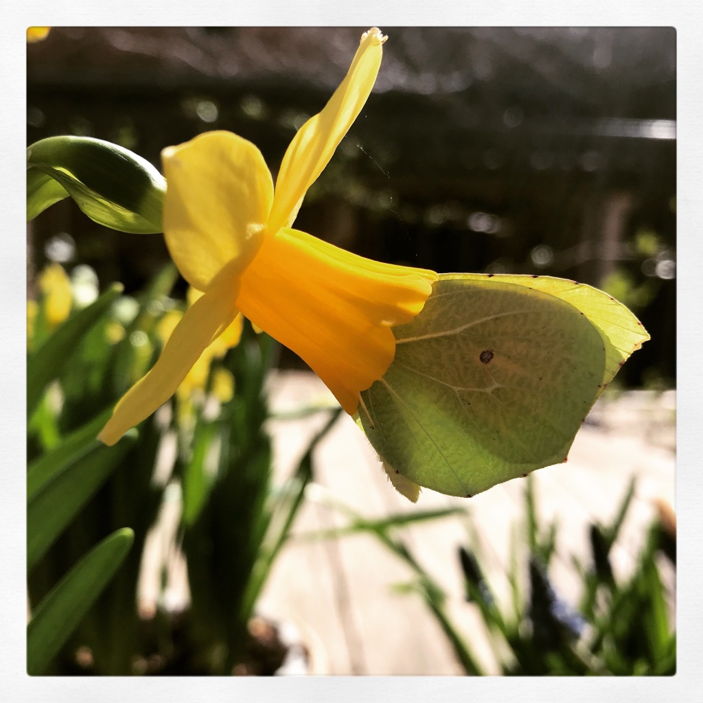 A lemon butterfly snacking on the pollen of a daffodil.